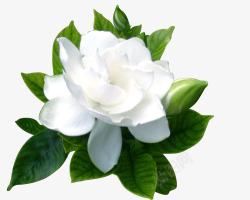 白色花朵茉莉花绿色植物高清图片
