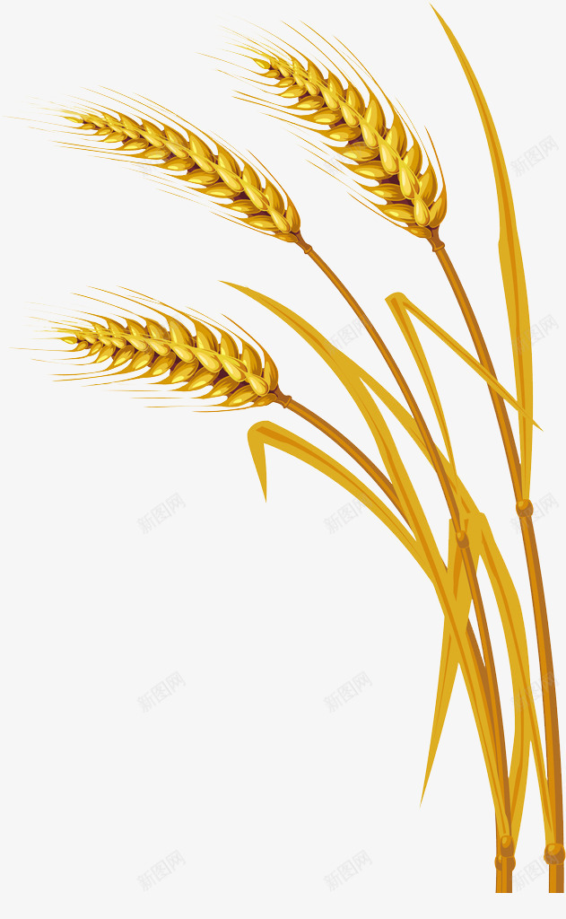 小麦png免抠素材_新图网 https://ixintu.com 农作物 植物 麦子 麦穗