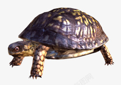褐色背部背部凹凸不平的海龟高清图片