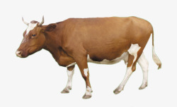 老黄牛产品实物奶牛高清图片