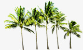 夏日元素植物沙滩椰子树素材