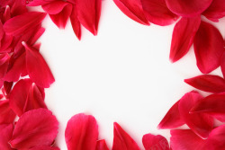 红色花瓣边框海报背景七夕情人节素材