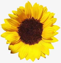 黄色太阳花金葵花向日葵黄色花朵鲜花向阳花高清图片