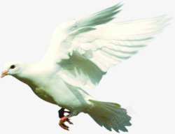 白色动态飞舞白鸽素材