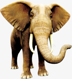 童趣自然野生动物大象装饰图案素材