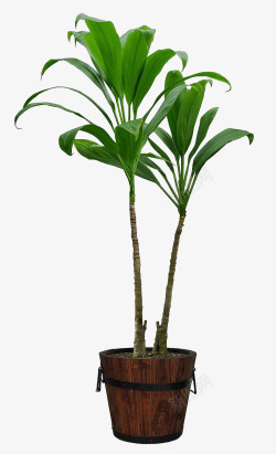 室外大型植物两颗高大巴西木高清图片