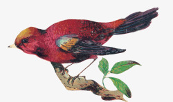 爱情鸟树木手绘国画红鸟高清图片