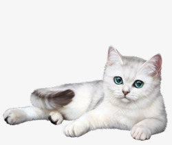 可爱黄牛尾巴白色的猫咪高清图片