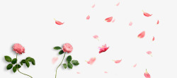 玫瑰花名片下载38妇女节玫瑰花背景装饰高清图片