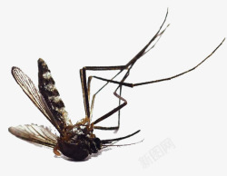 死了的蚊子灭蚊行动高清图片