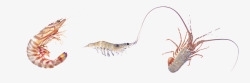 虾类食物食物海鲜高清图片