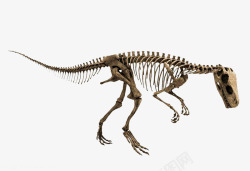 扁平化恐龙化石恐龙骨骼动物化石高清图片