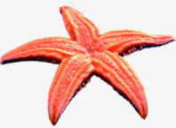 沙滩海边海星效果红色png免抠素材_新图网 https://ixintu.com 效果 沙滩 海星 海边 红色 设计