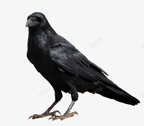 鸟类动物黑色的乌鸦png免抠素材_新图网 https://ixintu.com 乌鸦 乌鸦图案 乌鸦飞过 动物 鸟类 黑色