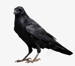 动物乌鸦鸟类动物黑色的乌鸦高清图片
