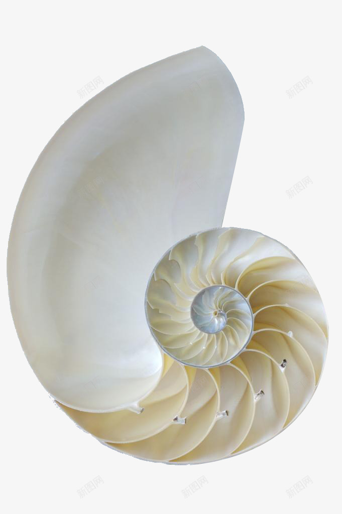 白色海螺贝壳png免抠素材_新图网 https://ixintu.com 大海 沙滩 白色海螺 贝壳