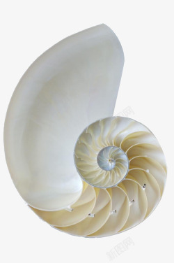 矢量白色的海螺白色海螺贝壳高清图片