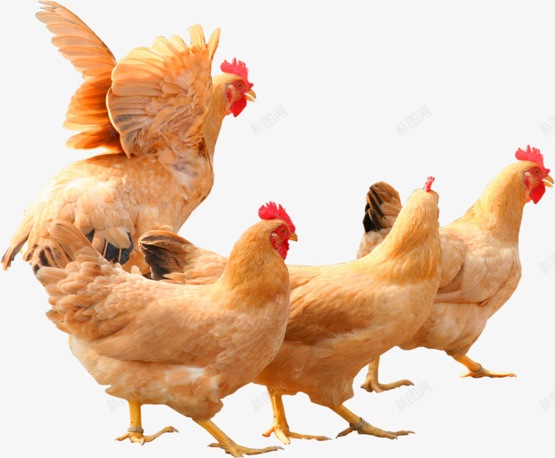 一群母鸡png免抠素材_新图网 https://ixintu.com PNG元素 免费下载 动物 家养 家畜