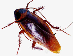 红色甲油蟑螂虫子昆虫高清图片