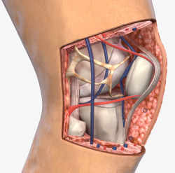 膝盖解剖图素材