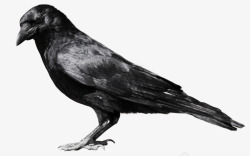 黑色禽类黑色回头乌鸦禽类高清图片