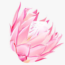 粉色莲花装饰案矢量图素材
