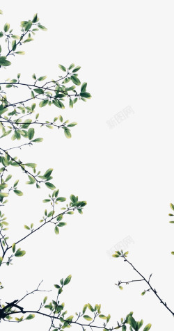 清新嫩叶水彩绿色树枝高清图片