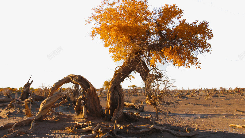 沙漠枯树png免抠素材_新图网 https://ixintu.com 枯树 树 沙漠 生命 自然 设计 风景