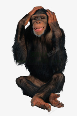 黑色的猩猩双手抱头的黑猩猩高清图片