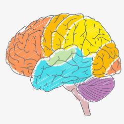 颜色分块大脑血管颜色脑血管卡通图高清图片