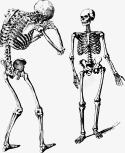黑白骨架相互交谈的骷髅骨架矢量图高清图片