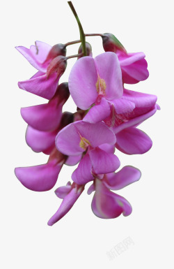 紫色洋槐花素材