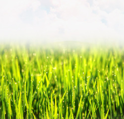 绿色麦苗春天的麦苗高清图片