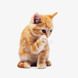 可爱小黄猫png免抠素材_新图网 https://ixintu.com 可爱 动物 小黄猫 猫咪 萌物 姿势 深思 问题 卖萌元素素材