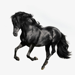 马的尾巴黑色奔腾的骏马高清图片