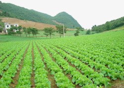 生态农业生态农业山坡菜园高清图片