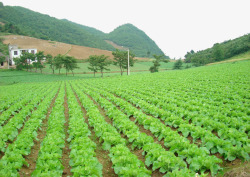 生态种植字山坡菜园高清图片