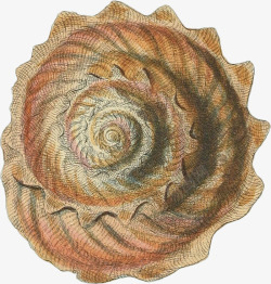 橙色螺壳多样的手绘海12高清图片