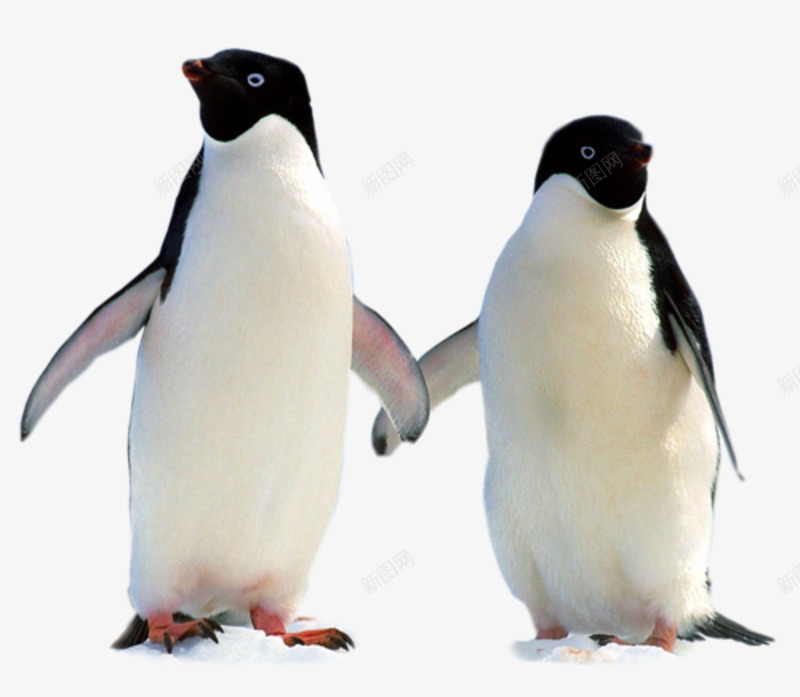 两只企鹅png免抠素材_新图网 https://ixintu.com 两只 企鹅 南极 实物 鸟类