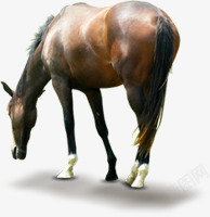 地头地头觅食的马透明高清图片