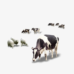 草原牛群牛羊高清图片