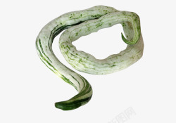 葫芦科一颗新鲜的蛇豆图高清图片