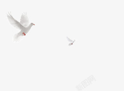 白色鸽子矢量图翱翔和平鸽高清图片