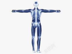 人体透视图人体立体假模全身展示图高清图片