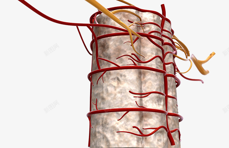脊椎血管分布png免抠素材_新图网 https://ixintu.com 人体经脉 人体结构 动物血管 叶脉 心血管系统 生物医学插图 脉管束