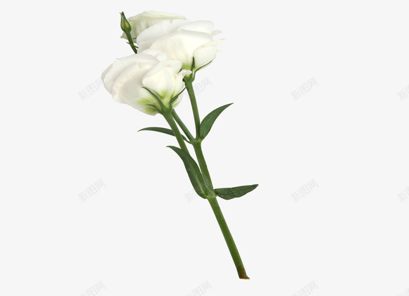 一枝鲜花png免抠素材_新图网 https://ixintu.com 植物 白色的花 矢量装饰 装饰 鲜花