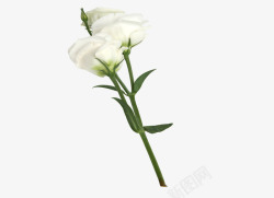 白色的花背景一枝鲜花高清图片