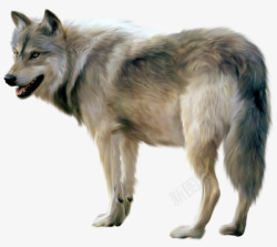冬季动物狼狗高清图片