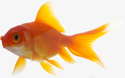 黄色的金鱼黄色可爱金鱼高清图片