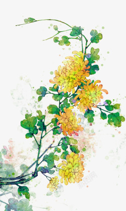 重阳节花手绘花卉黄色菊花高清图片